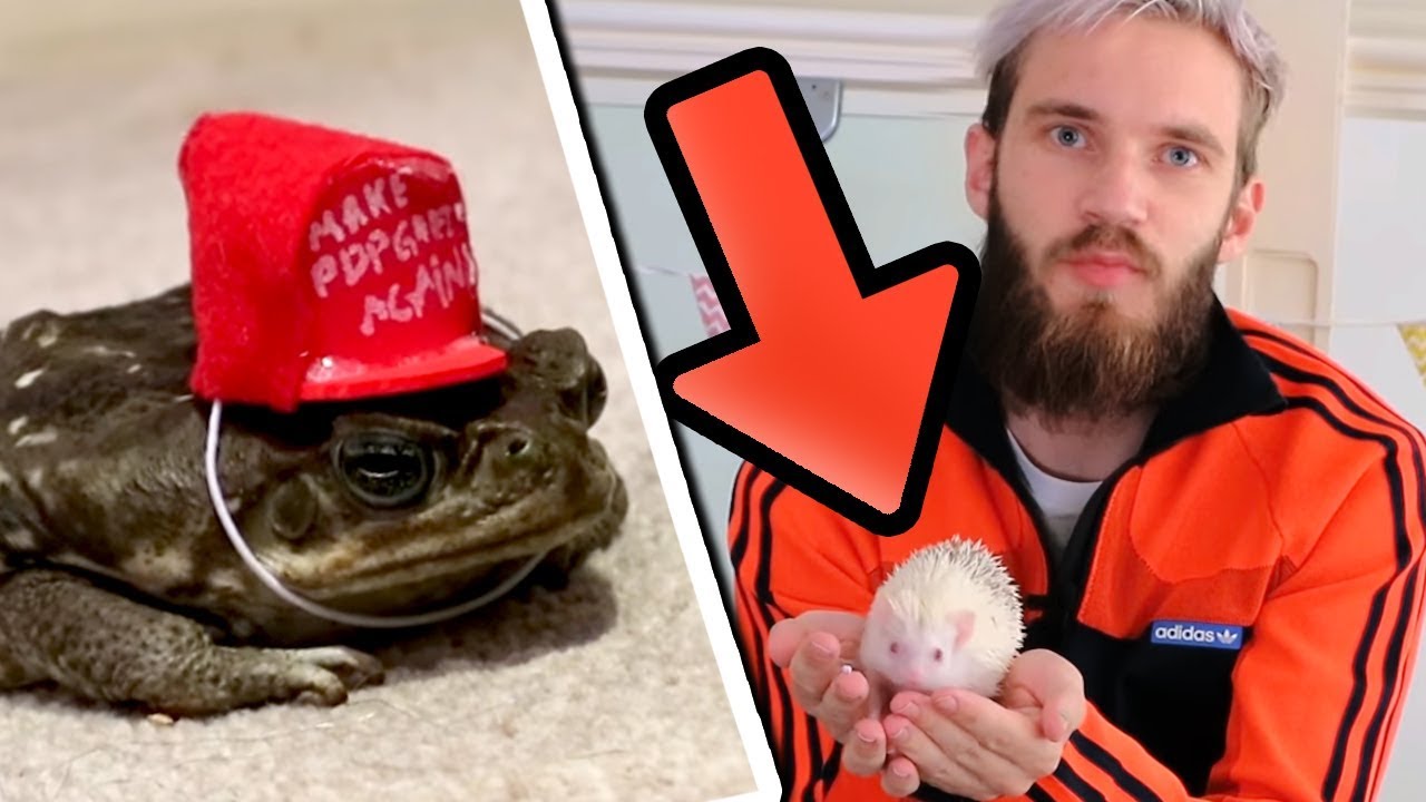 CRAFTING FOR MY PETS