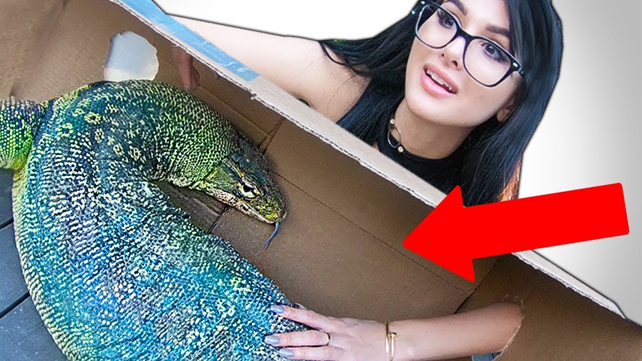WHAT’S IN THE BOX CHALLENGE **LIVE ANIMALS**