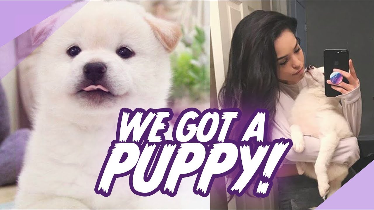 Meet my Shiba Inu Puppy! Valkyrae IRL