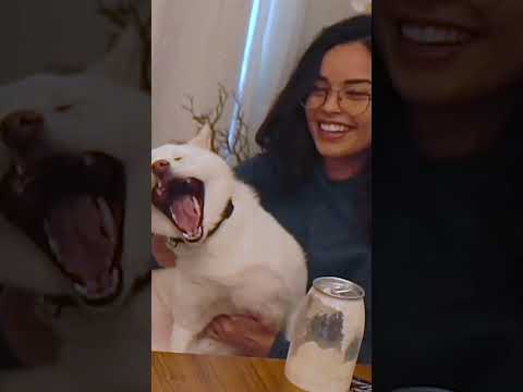 Fuslie Wonders What It Would Be Like To Be Valkyrae’s Dog #shorts