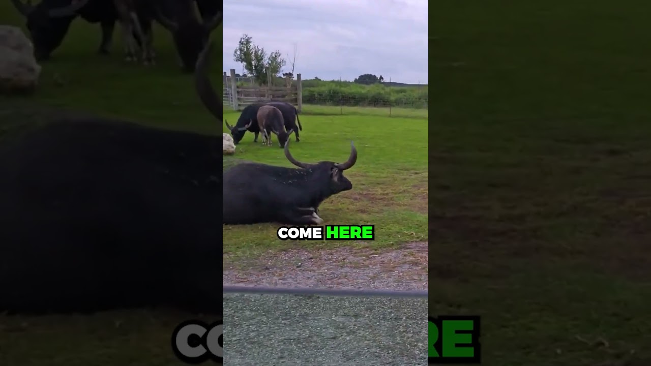 These Animals Be CRAZY!!
