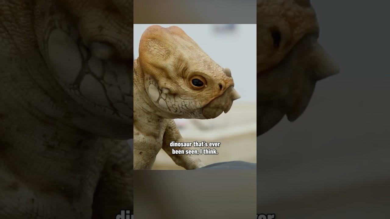 This is Dolores the Aquilops, who we might need to protect at all costs in Jurassic World Rebirth