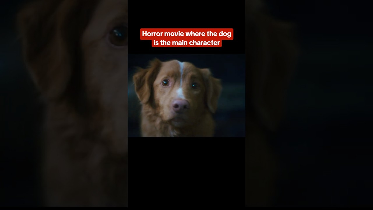 Good Boy is a horror movie from the perspective of a dog. #goodboy #dog #dogs #scary #horror #movie